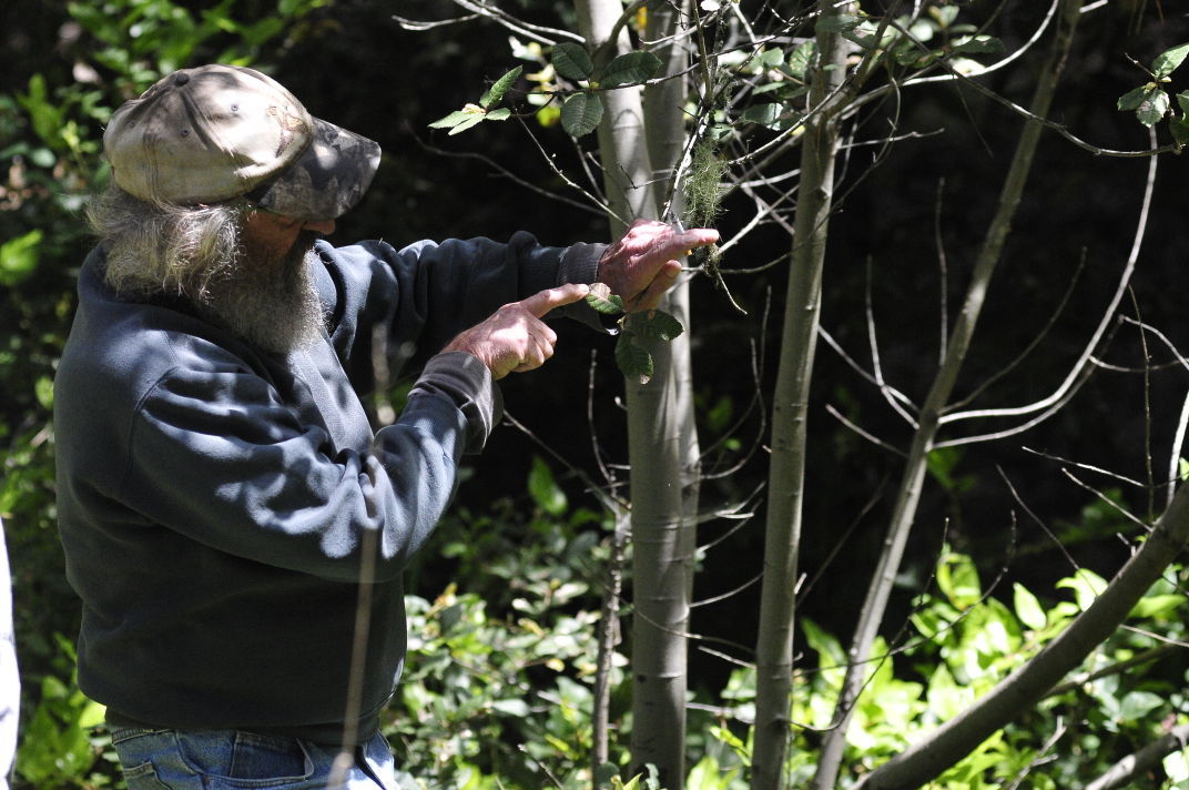 Sudden Oak Death